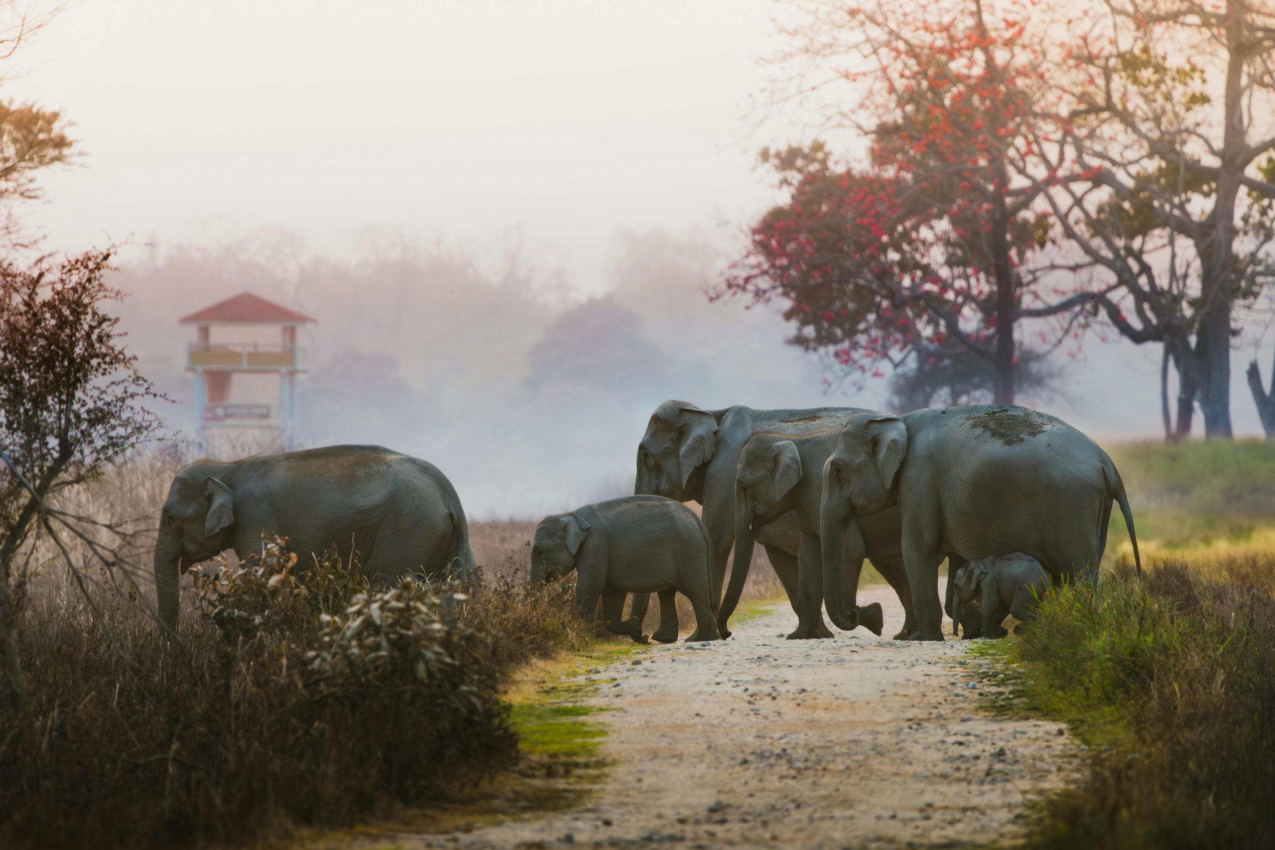 Group of Asian elephants walking in a peaceful forest path during sunrise.