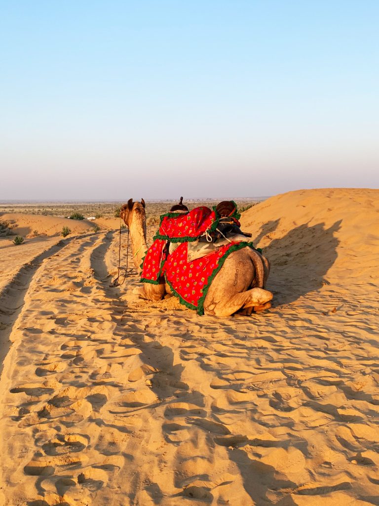 A camel in colorful attire rests on sand dunes under a clear blue sky.