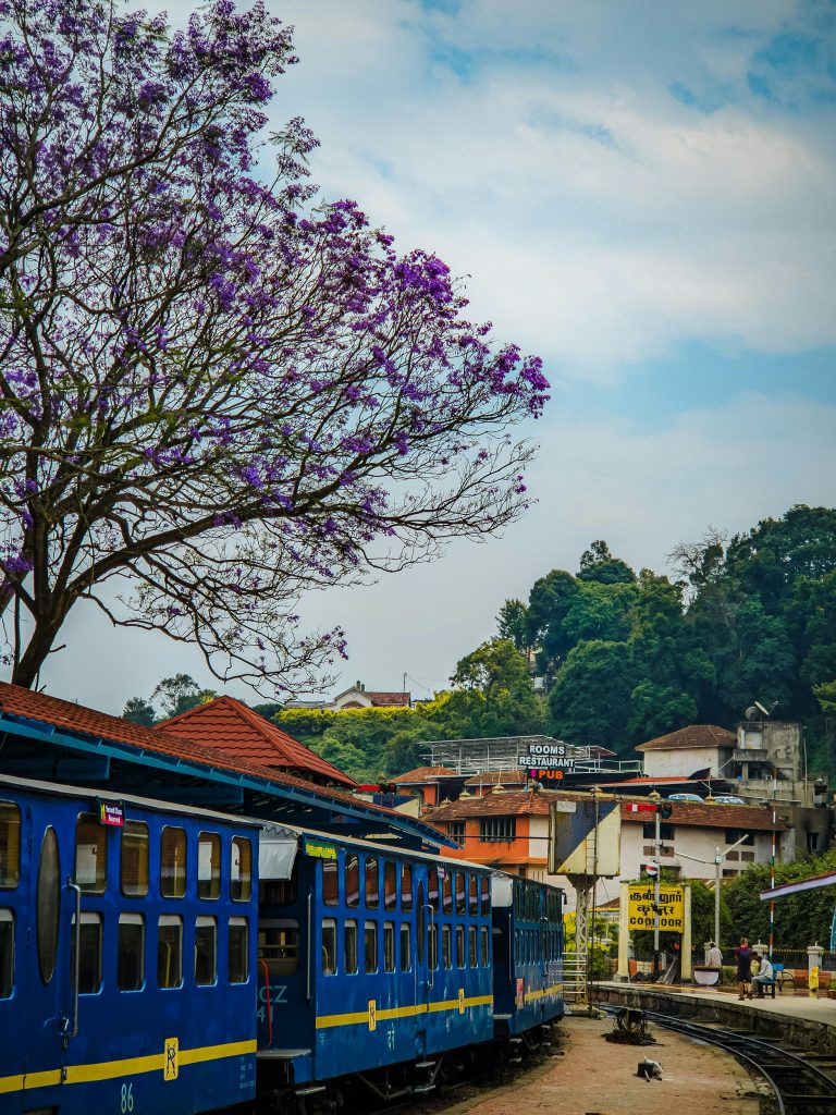 Beautiful jacaranda blossoms over the historic Nilgiri Mountain Railway in Ooty, India.